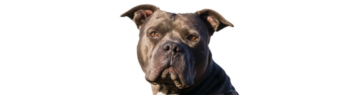XL-Bully-Dog-Ban